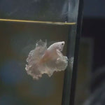 Live Male Betta Platinum white Solid color Halfmoon Rosetail (MKP-580) High quality what you see what you get!!