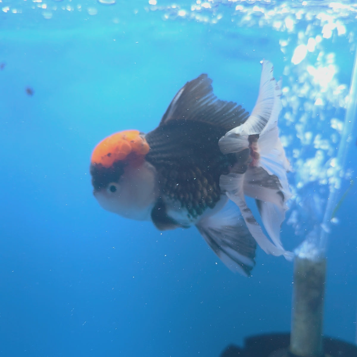 Thai Oranda Red Cap Panda 3.5" Body Male (FEB-751)R2B07