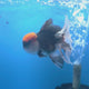 Thai Oranda Red Cap Panda 3.5" Body Male (FEB-751)R2B07