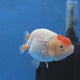 Thai Ranchu 2.50" Body Female (G-FEB-100)R2B11