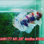 Candy Color Dumbo Plakat Male Betta Our Choice (CBM-1076)
