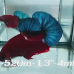 Live Male Betta Fancy Red Hellboy Plakat (Sky-520)High quality what you see what you get!!