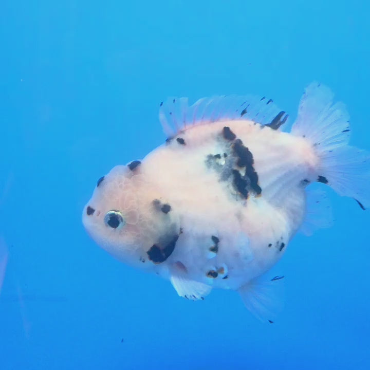 Thai Oranda White Tiger Godzilla 4 inch Body Female (FEB-932)BLUETUBC