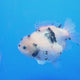 Thai Oranda White Tiger Godzilla 4 inch Body Female (FEB-932)BLUETUBC
