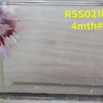 Live Male Betta Fancy Red Pattern Halfmoon (RSS-021) S308 High quality what you see what you get!!