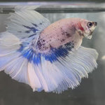 Live Male Betta Blue Butterfly Over Halfmoon (TNK-A684) S185 High quality What you see What you get!!!