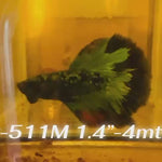 Live Male Betta Black Green Galaxy Avatar Halfmoon (Sky-511)High quality what you see what you get!!