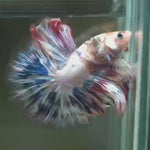Live Male Betta Fancy Koi Over Halfmoon (MKP-567)  High quality What you see what you get!!
