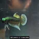 Live Male Betta Green-yellow Imbellis Wild Plakat (DET-248) High quality what you see what you get!!