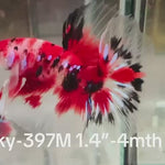 Live Male Betta Classic Red Koi Halfmoon (Sky-397)High quality what you see what you get!!