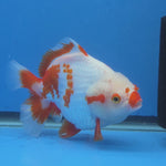 Thai Oranda Yuanbao Red and White 5.00" Body Female (FEB-737)R2A09