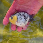 Live Fancy Goldfish Premium Select Our Choice White Tiger Calico Ranchu (CGF-083)