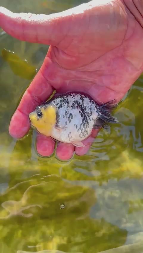 Live Fancy Goldfish Premium Select Our Choice White Tiger Calico Ranchu (CGF-083)