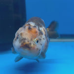 Chinese Ranchu Calico 4” Body Female(CK-1465)BLUETUBC