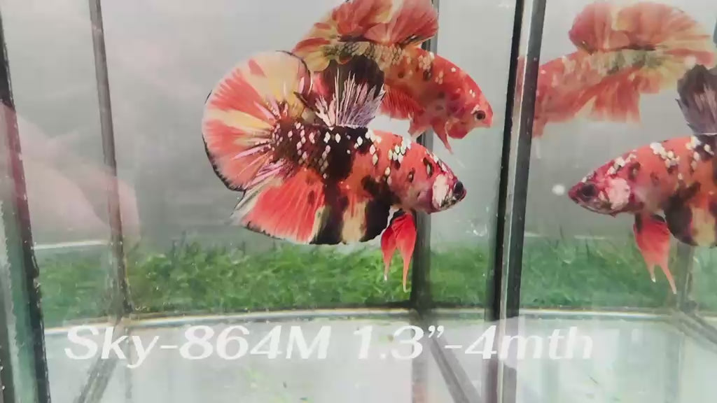Live Male Betta Red Galaxy copper Plakat (Sky-864)S030 High quality What you see What you get!!