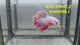 Live Male Betta Fancy Light colors Halfmoon Rosetail (RSS-104) High quality what you see what you get!!