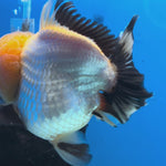 Thai Panda Yuanbao Oranda 4.5inch Body LLL