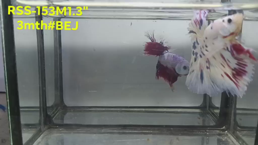 Live Male Betta Fancy Marble Polkadot Halfmoon (RSS-153)High quality what you see what you get!!