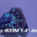 Live Male Betta Blackstar Avatar Halfmoon (Sky-833) High quality what you see what you get!!