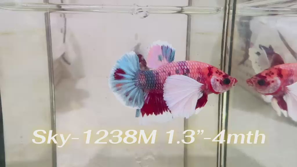 Live Male Betta Fancy Koi Dumbo big ear Plakat (Sky-1238) High quality What you see What you get!!