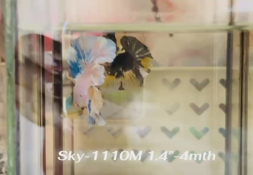Live Male Betta Fancy Blue Grizzle Halfmoon Rosetail (Sky-1110) High quality what you see what you get!!