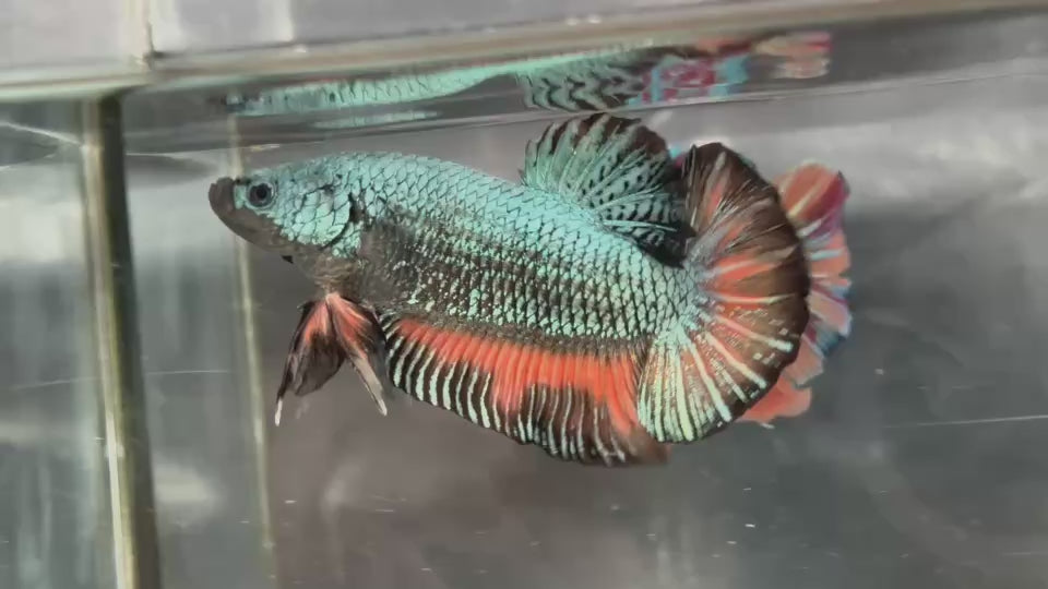 Live Male Betta Green Turquoise Orange Mustard Giants Plakat (TNK-A384) High quality what you see what you get!!