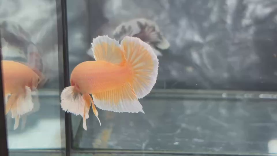 Live Male Betta Platinum Gold Colors Dumbo big ear Plakat (TNK-A745) High quality What you see What you get!!
