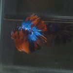 Live Male Betta Red Koi Galaxy Halfmoon (MKP-588) High quality what you see what you get!!
