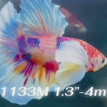 Live Male Betta Candy Koi Dumbo big ear Plakat (Sky-1133)S003 High quality What you see What you get!!