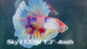 Live Male Betta Candy Koi Dumbo big ear Plakat (Sky-1133) High quality What you see What you get!!