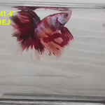Live Male Betta Fancy Red Koi Halfmoon (RSS-011)High quality what you see what you get!!