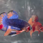 Live Male Betta Fancy Blue Orange Metallic Dark colors Plakat (TNK-A708) High quality what you see what you get!!