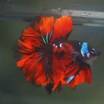 Live Male Betta Red Galaxy Koi Halfmoon Rosetail (MKP-551) High quality What you see what you get!!
