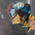 Live Male Betta Yellow Black Tiger Koi Plakat (TNK-A442) S277 High quality What you see What you get!!