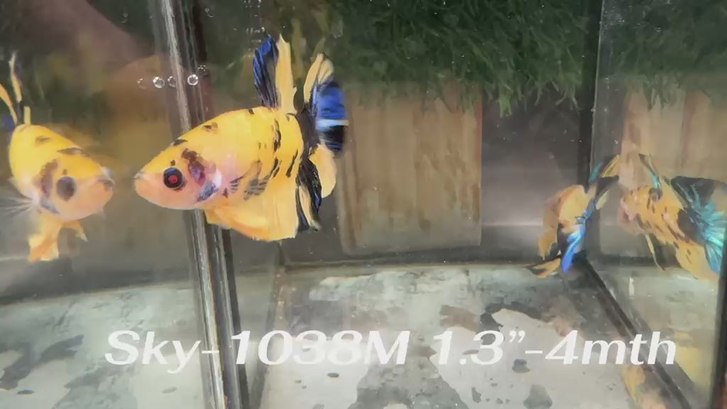 Live Male Betta Yellow Galaxy Koi Plakat (Sky-1038)S202 High quality what you see what you get!!