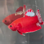 Live Male Betta Red Hellboy Startail Plakat (TNK-A278) High quality what you see what you get!!