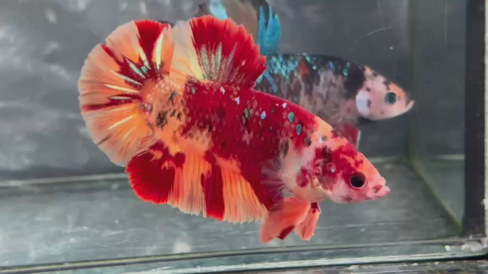Live Male Betta Galaxy Nemo Giants Plakat (TNK-A526) High quality what you see what you get!!