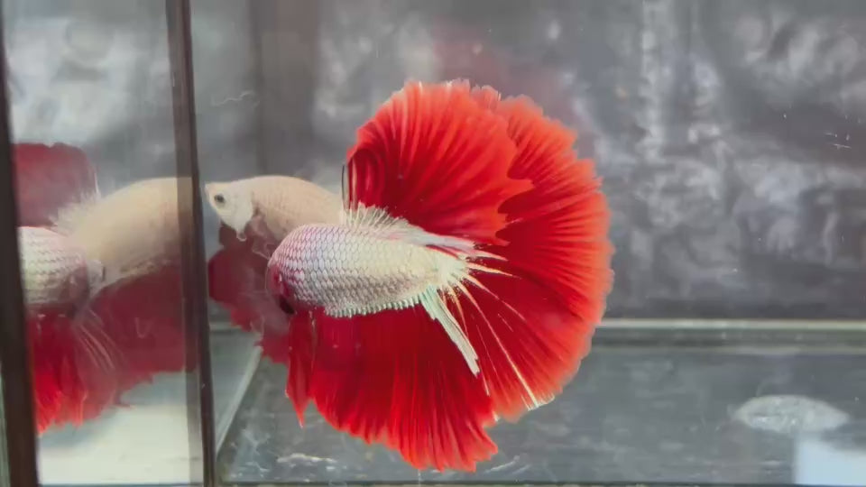 Live Male Betta Red Snow Dragon Over Halfmoon (TNK-A776) High quality What you see What you get!!