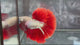 Live Male Betta Red Snow Dragon Over Halfmoon (TNK-A776) High quality What you see What you get!!