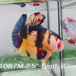 Live Male Betta Yellow Koi Giants Plakat (Sky-1087)S311 High quality What you see What you get!!