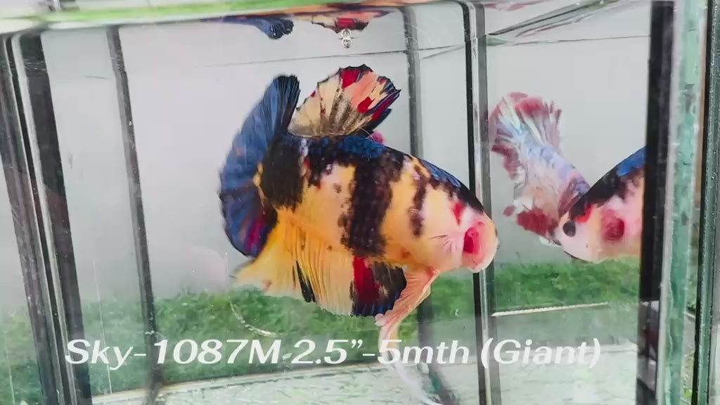 Live Male Betta Yellow Koi Giants Plakat (Sky-1087) High quality What you see What you get!!