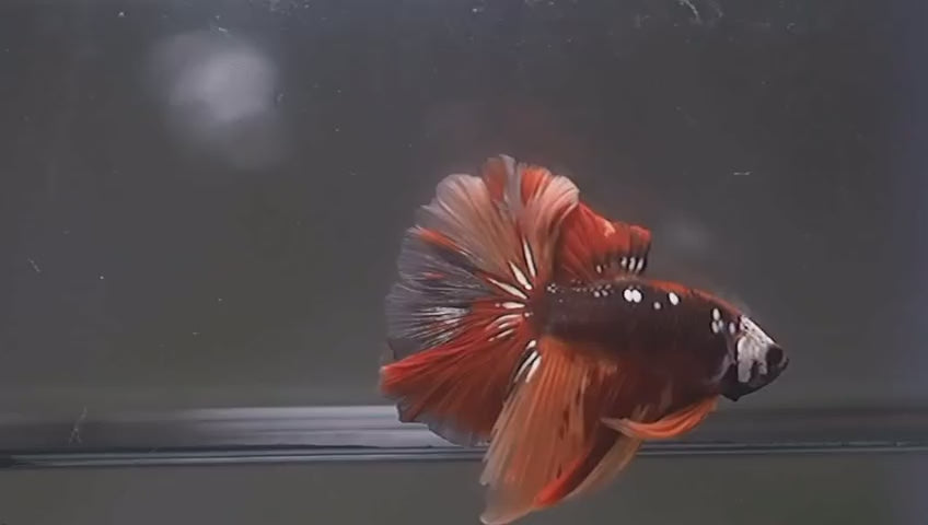 Live Male Betta Galaxy Nemo Halfmoon (MKP-710) High quality what you see what you get!!