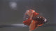 Live Male Betta Galaxy Nemo Halfmoon (MKP-710) High quality what you see what you get!!
