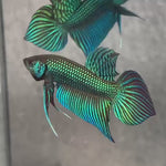Live Male Betta Green Original Mahachai Wild Plakat (BID-108)S141 High quality what you see what you get!!