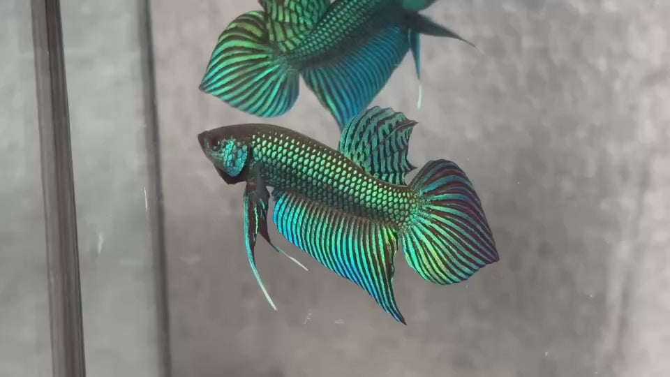 Live Male Betta Green Original Mahachai Wild Plakat (BID-108)S141 High quality what you see what you get!!