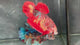 Live Male Betta Red Galaxy Koi Giants Plakat (TNK-A528) High quality what you see what you get!!