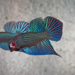 Live Male Betta Green Mahachai Wild Plakat (BID-123)S064 High quality what you see what you get!!
