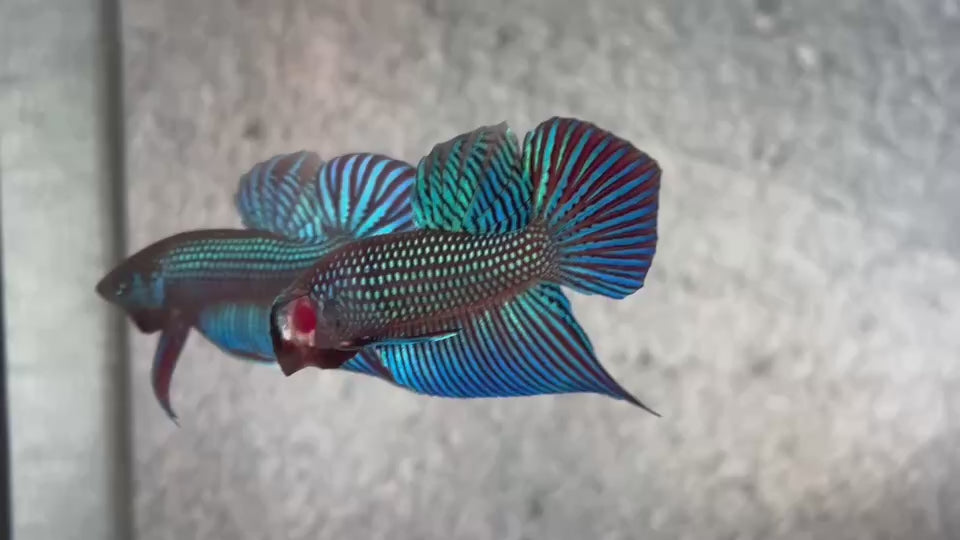 Live Male Betta Green Mahachai Wild Plakat (BID-123)S064 High quality what you see what you get!!