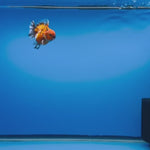 (KP-254) SHOGUN 2.5'' Calico Oranda (TUB15)
