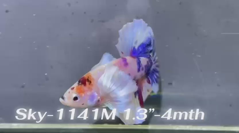 Live Male Betta Fancy Koi Dumbo big ear Plakat (Sky-1141)X High quality What you see What you get!!